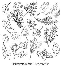 Herbs. Spices. Italian herb drawn black lines on a white background. Vector illustration. Rosemary, arugula, dill, basil, onion, tarragon, spinach