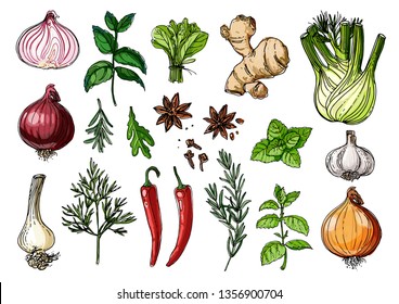 Herbs. Spices. Italian herb drawn black lines on a white background. Vector illustration. Basil, ginger, Origano, Thame, mint, garlic, parsley, onion, hot pepper