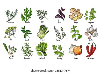 Herbs. Spices. Italian Herb Drawn Black Lines On A White Background. Vector Illustration. Basil, Ginger, Origano, Thame, Mint, Garlic, Parsley, Onion, Hot Pepper, Rosemary, Arugula, Dill, Basil