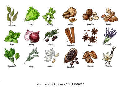 Hierbas. Especias. Hierba italiana dibuja líneas negras sobre un fondo blanco. Ilustración vectorial. Hojas, lechuga, perejil, menta, cebolla, aceitunas, espinacas, salvia, ajo, nuez, avellanas, cacahuetes, canela