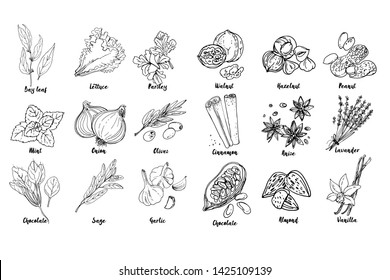 Herbs. Spices. Italian herb drawn black lines on a white background. Vector illustration. Bay leaf, lettuce, parsley, mint, onion, olives, spinach, sage, garlic, Walnut, hazelnut, peanuts, cinnamon
