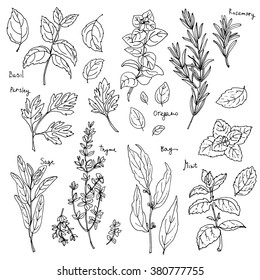 Herbs. Spices. Italian herb drawn black lines on a white background. Vector illustration. Basil, Parsley, Rosemary, Sage, Bay, Thyme, Oregano, Mint