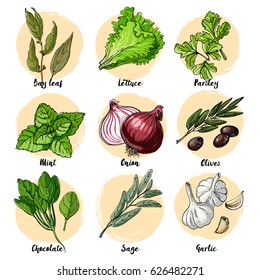 Herbs. Spices. Italian herb drawn black lines on a white background. Vector illustration. Bay leaf, lettuce, parsley, mint, onion, olives, spinach, sage, garlic