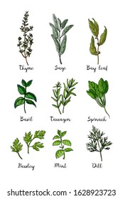 Herbs. Spices. Kitchen poster Italian herb drawn black lines on a white background. Rosemary, arugula, dill, basil, fennel, onion, tarragon, spinach