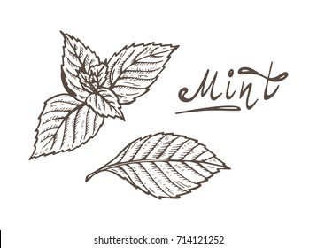 how to draw a mint leaf step by step - trentdrott