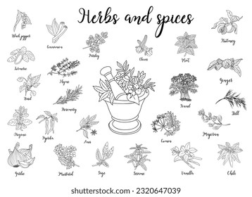 Herbs and spices with mortar and pestle hand drawn vector illustration isolated on white background. Aromatic plants black ink sketch for food labels, logo, packaging design.