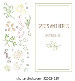 Herbs and spices on a white background. Organic and fresh spices vector illustration.