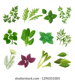 Herbs and spices. Oregano green basil mint spinach coriander parsley dill and thyme. Aromatic food herb and spice vector isolated set