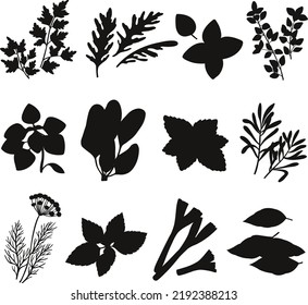 Herbs spices oregano green basil mint spinach coriander parsley isolated Vector Silhouettes