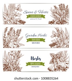 Herbs and spices organic plant sketch banners. Basil, pepper and mint, rosemary, cinnamon and parsley, anise, clove and thyme, ginger, bay and cardamom, oregano and dill. Garden herbs farm store
