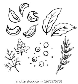 Herbs and spices: pepper, bay leaf, garlic, parsley, dill. Black line sketch collection of vegetables and herbs isolated on white background. Doodle hand drawn vegetable icons. Vector illustration