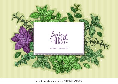 Herbs and spices poster. Aromatic herbs horizontal frame illustration, piquant greenery set, fresh leaf in mascot hatch style. Vector sketch