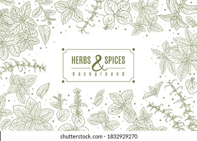 Herbs and spices poster. Aromatic herbs horizontal frame illustration, piquant greenery set, fresh leaf in mascot hatch style. Vector sketch