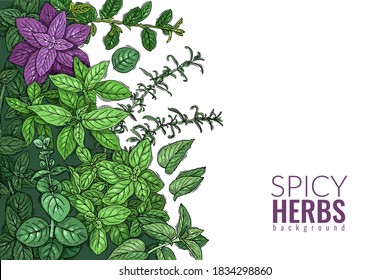 Herbs and spices poster. Aromatic herbs horizontal frame illustration, piquant greenery set, fresh leaf in mascot hatch style. Vector sketch