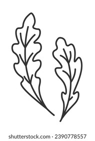 Herbs and spices for salads, dishes and organic meal. Drawing of arugula leaves plant, growing in garden or farm. Tasty and bitter taste. Isolated monochrome outline icon. Vector in flat style