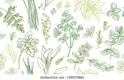 Herbs and spices seamless pattern, hand drawn botanical background