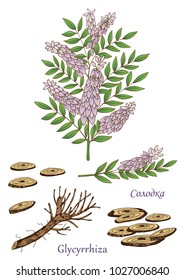 Herbs, spices and seasonings collection. Vector hand drawn illustration of glycyrrhiza plant. Cyrilic letters. English translation glycyrrhiza