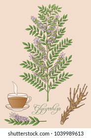 Herbs, spices and seasonings collection. Vector hand drawn illustration of glycyrrhiza plant. 