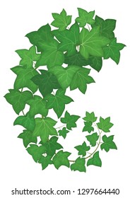 Herbs, spices and seasonings collection. Vector hand drawn illustration of a plant hedera helix  