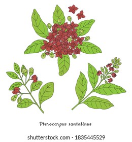 Herbs, spices and seasonings collection. Vector hand drawn illustration of a medicinal pterocarpus santalinus plant on a white background