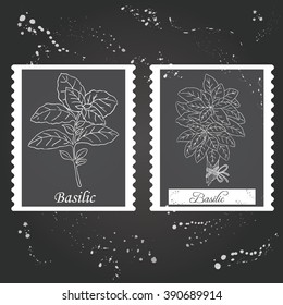 Herbs, spices and seasonings collection. Vector Illustration sprigs of basil on a dark background