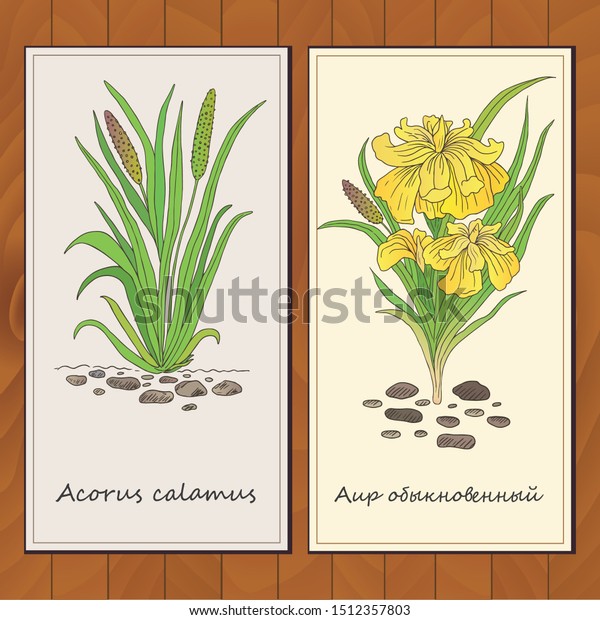 Herbs, spices and\
seasonings collection. Vector hand drawn illustration of plants\
acorus calamus. Flyer\
template