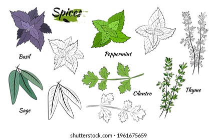 Herbs and spices set. Drawn Sketch of natural spices and kitchen herbs. Botanical illustrations of aromatic plants. 