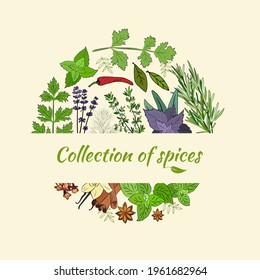 Herbs and spices set. Drawn Sketch of natural spices and kitchen herbs. Botanical illustrations of aromatic plants. 