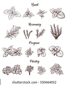 Herbs and spices set. Engraving illustrations for tags. Vector sketches for labels. Hand drawn plants.