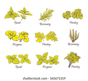 Hierbas y especias. Grabando ilustraciones para etiquetas. Esbozos vectoriales para etiquetas. Plantas dibujadas a mano.