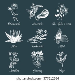 Herbs and spices set. Hand drawn officinalis, medicinal, cosmetic plants. Engraving botanical illustrations for tags. Vector healing wild flowers sketches for labels.  