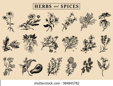 Herbs and spices set. Hand drawn officinalis, medicinal, cosmetic plants. Engraving botanical illustrations for tags. Vector healing wild flowers sketches for labels.