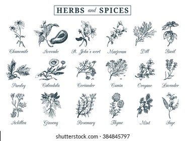 Herbs and spices set. Hand drawn officinalis, medicinal, cosmetic plants. Engraving botanical illustrations for tags. Vector healing wild flowers sketches for labels.