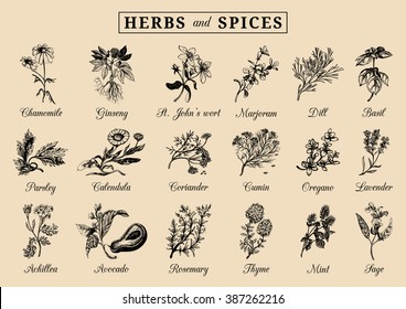 Herbs and spices set. Hand drawn officinalis, medicinal, cosmetic plants. Engraving botanical illustrations for tags. Vector healing wild flowers sketches for labels.