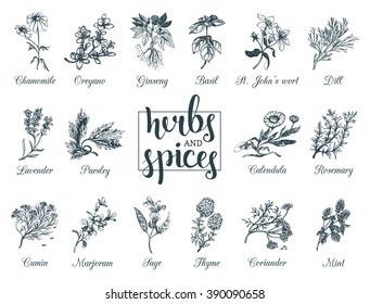 Herbs and spices set. Hand drawn officinalis, medicinal, cosmetic plants. Engraving botanical illustrations for tags. Vector healing wild flowers sketches for labels.  