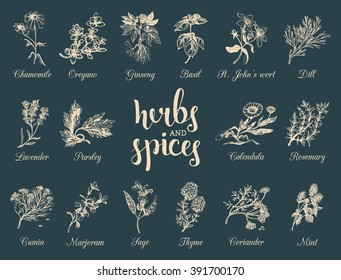 Herbs and spices set. Hand drawn officinalis, medicinal, cosmetic plants. Engraving botanical illustrations for tags. Vector healing wild flowers sketches for labels.  