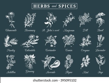 Herbs and spices set. Hand drawn officinalis, medicinal, cosmetic plants. Engraving botanical illustrations for tags. Vector healing wild flowers sketches for labels.