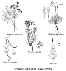 Herbs and spices set. Hand drawn nonea rossica,veronica,diplotaxis and angelica palustre plants. Engraving botanical illustrations for tags. Vector healing wild flowers sketches