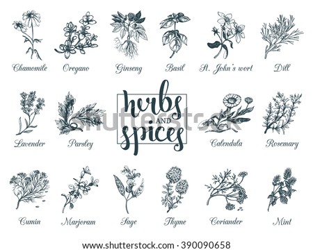 Herbs and spices set. Hand drawn officinalis, medicinal, cosmetic plants. Engraving botanical illustrations for tags. Vector healing wild flowers sketches for labels.  