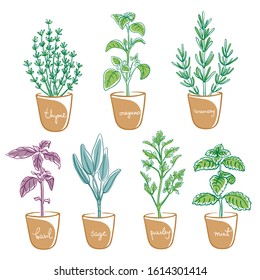 Herbs and spices set/ Housegrown herbs/ Culinary herbs in pots with labels/ Thyme, oregano, rosemary, basil, sage, parsley, mint sketches/ Hand drawn herbs and spices isolated/ Vector illustration 