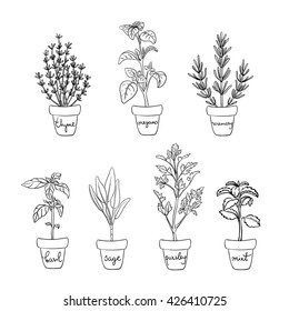 Herbs and spices set/ Housegrown herbs/ Culinary herbs in pots with labels/ Thyme, oregano, rosemary, basil, sage, parsley, mint sketches/ Hand drawn herbs and spices isolated/ Vector illustration 