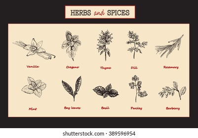 Herbs and spices set. Medicinal herbs. Organic healing herbs. Vector spices and herbs illustrations. 