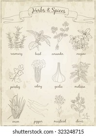 Herbs and Spices set.  Sketches. Hand-drawing. Vector illustration of for design menus, recipes and packages product. Vector Illustration.