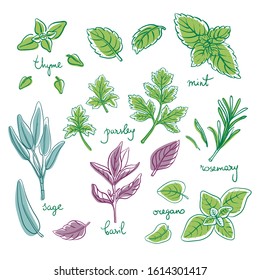 Herbs and spices set/ Thyme, oregano, rosemary, basil, sage, parsley, mint sketches/ Hand drawn colorful herbs and spices isolated on white background/ Vector illustration 