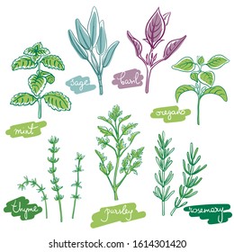 Herbs and spices set/ Thyme, oregano, rosemary, basil, sage, parsley, mint sketches/ Hand drawn colorful herbs and spices isolated on white background/ Vector illustration 