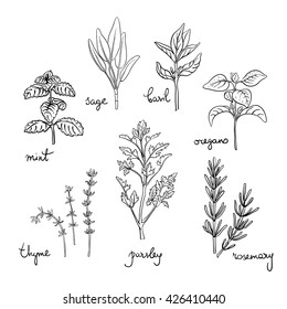 Herbs and spices set/ Thyme, oregano, rosemary, basil, sage, parsley, mint sketches/ Hand drawn herbs and spices isolated on white background/ Vector illustration 