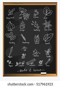 Herbs and spices set.  Vector botanical illustrations. Hand drawn  medicinal plants. Organic healing wild flowers.Large set of herbs and spices