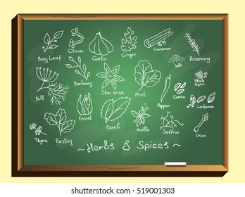 Herbs and spices set.  Vector botanical illustrations. Hand drawn medicinal plants. Organic healing wild flowers.Large set of herbs and spices