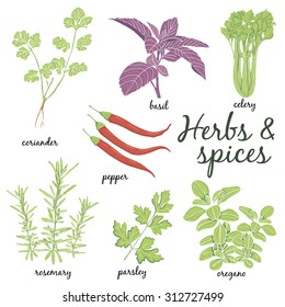Herbs and Spices set. Vector hand drawn illustration. Collection with coriander, basil, celery, pepper, rosemary, parsley, oregano.