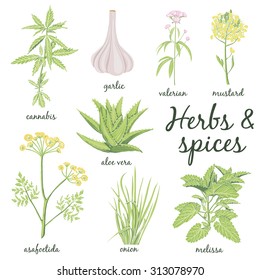 Herbs and Spices set. Vector hand drawn illustration. Collection with cannabis herb, garlic, valerian, mustard, aloe vera, asafoetida, onion, melissa .